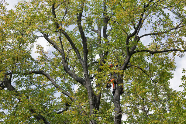 Reliable Eatonville, FL Tree Removal Services Solutions